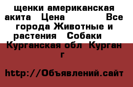 щенки американская акита › Цена ­ 30 000 - Все города Животные и растения » Собаки   . Курганская обл.,Курган г.